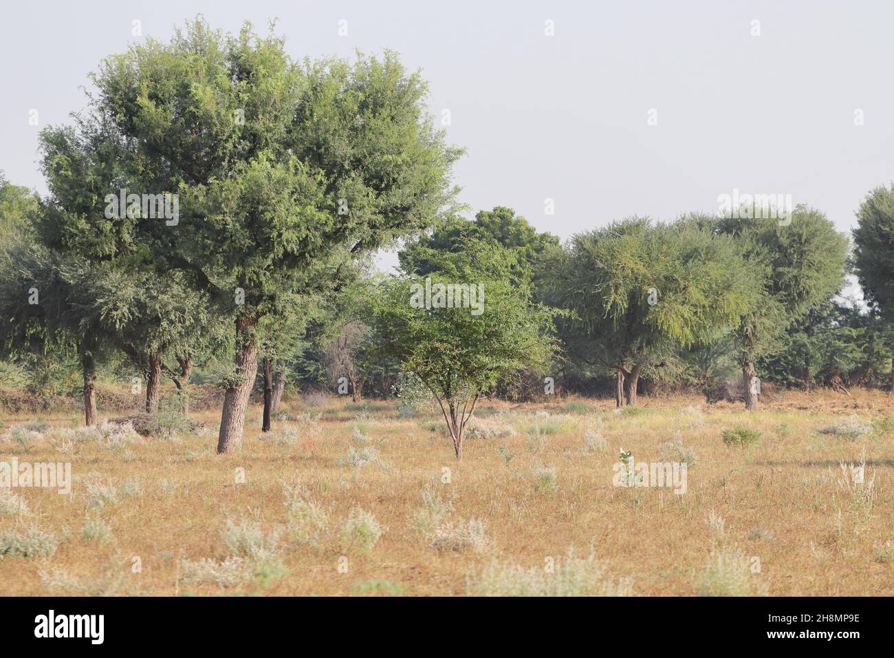 Nahaufnahme eines Landschaftsfotos eines Feldes oder Waldes mit großen Bäumen und kleinem Gras und offenem Himmel Stockfoto