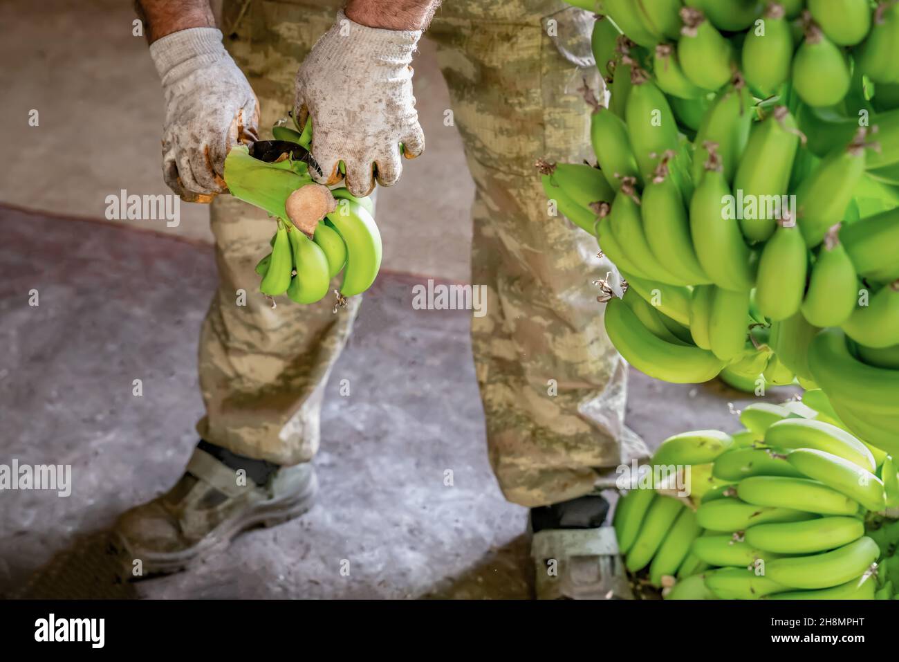Mann in Arbeitshandschuhen Arten von grünen Bananen. Vorbereitung von Bananen für den Großhandel.. Nahaufnahme. Stockfoto