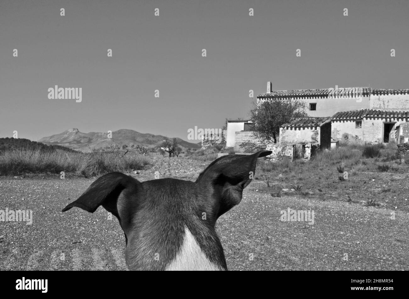 Hund blickt auf verlassene Finca in Velez Rubio, Hund blickt auf die Bergkette, Hundekopf von hinten, Hundeohren, Velez Rubio, Almeria, Andalusien Stockfoto
