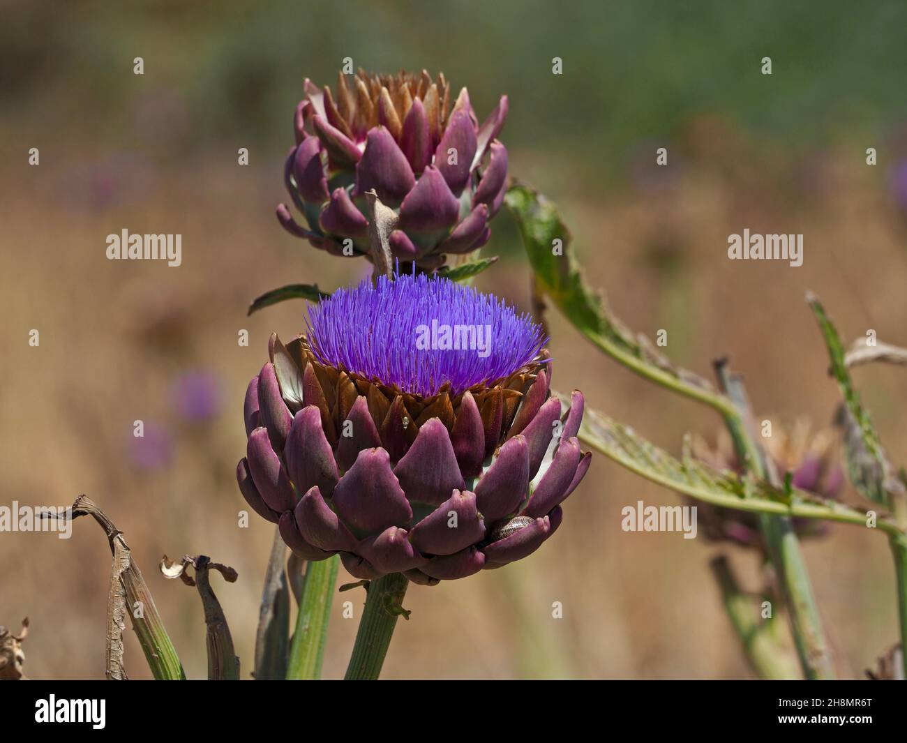 Blühende Artischocke (Cynaro scolymus) (Cynaro cardunculus subsp. Scolymus (L.) Hegi, SYN.: L.), Artischockenfeld, Artischockenblätter, Andalusien Stockfoto