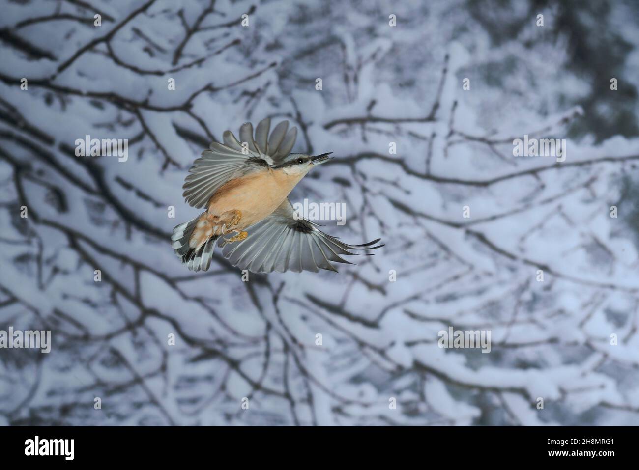 Eurasischer Nacktnatch (Sitta europaea) fliegt mit drei Sonnenblumenkernen im Schnabel zum nächsten Baum im Winterwald, Nordrhein-Westfalen, Deutschland Stockfoto