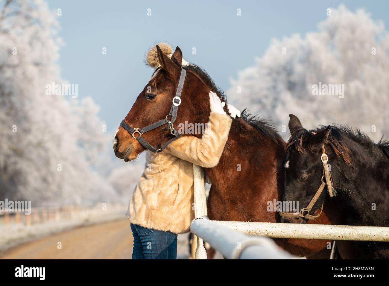 Frau umarmte ihr junges Pferd im Winter. Freundschaft zwischen Mensch und Tier. Pferdevieh auf dem Bauernhof Stockfoto