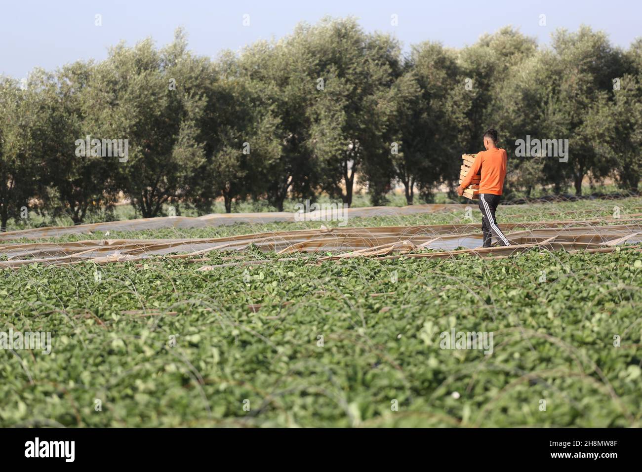 Palästinensische Bauern ernten am 30. November 2021 in Beit Lahia im nördlichen Gazastreifen Erdbeeren auf dem Feld. Stockfoto