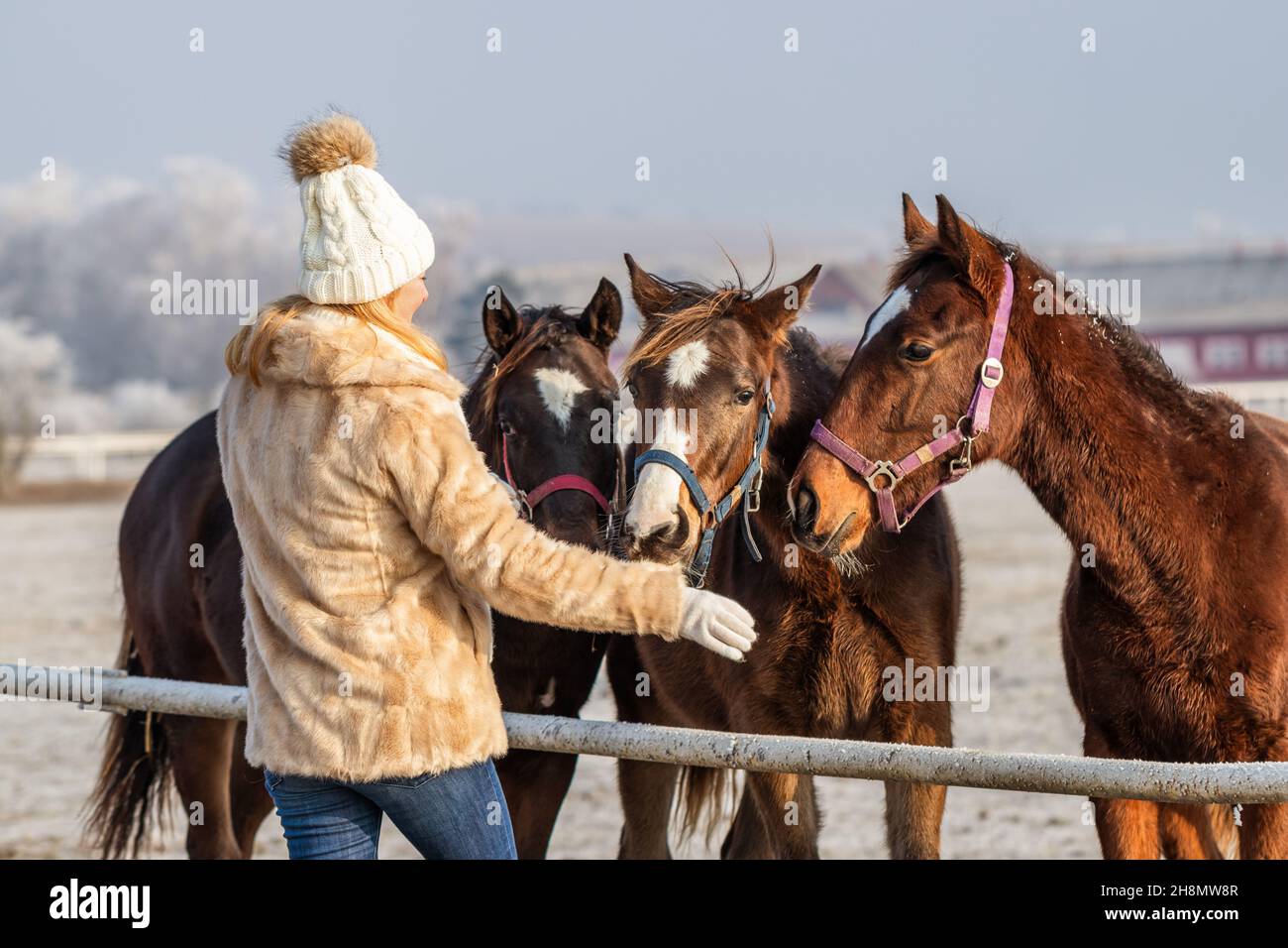 Im Winter spielt die Frau mit ihren Pferden auf der Ranch. Freundschaft zwischen Mensch und Tier. Pferdevieh Stockfoto