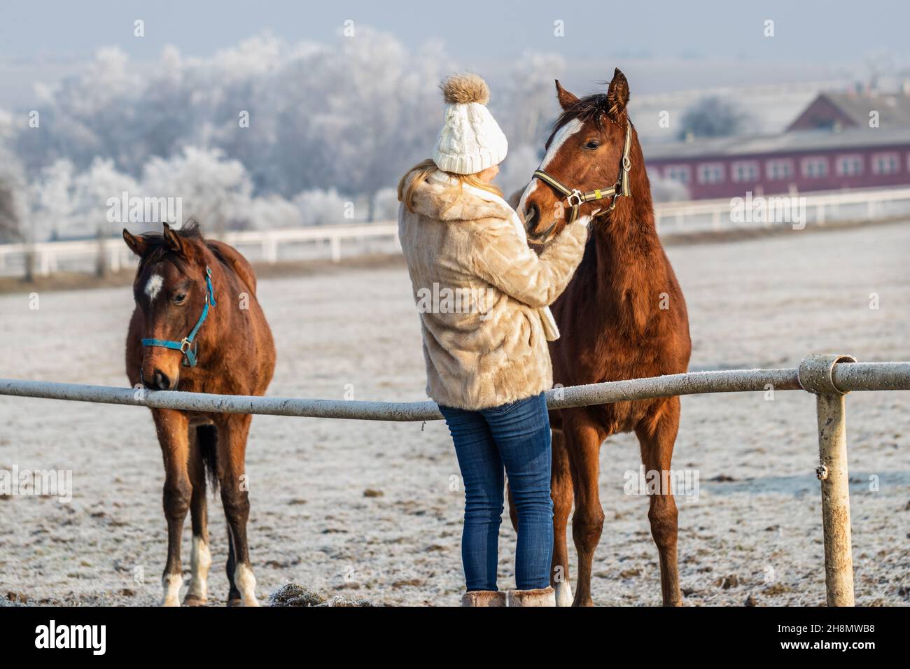 Frau spielt mit ihrem Fohlen auf dem Bauernhof. Pferdefamilie auf der Weide im Winter. Freundschaft zwischen Mensch und Tier Stockfoto