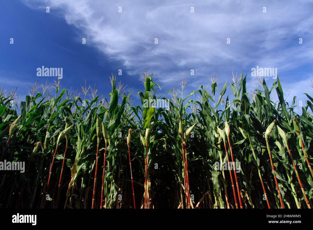 Tagesansicht der Maisernte - Agrarkonzept Stockfoto