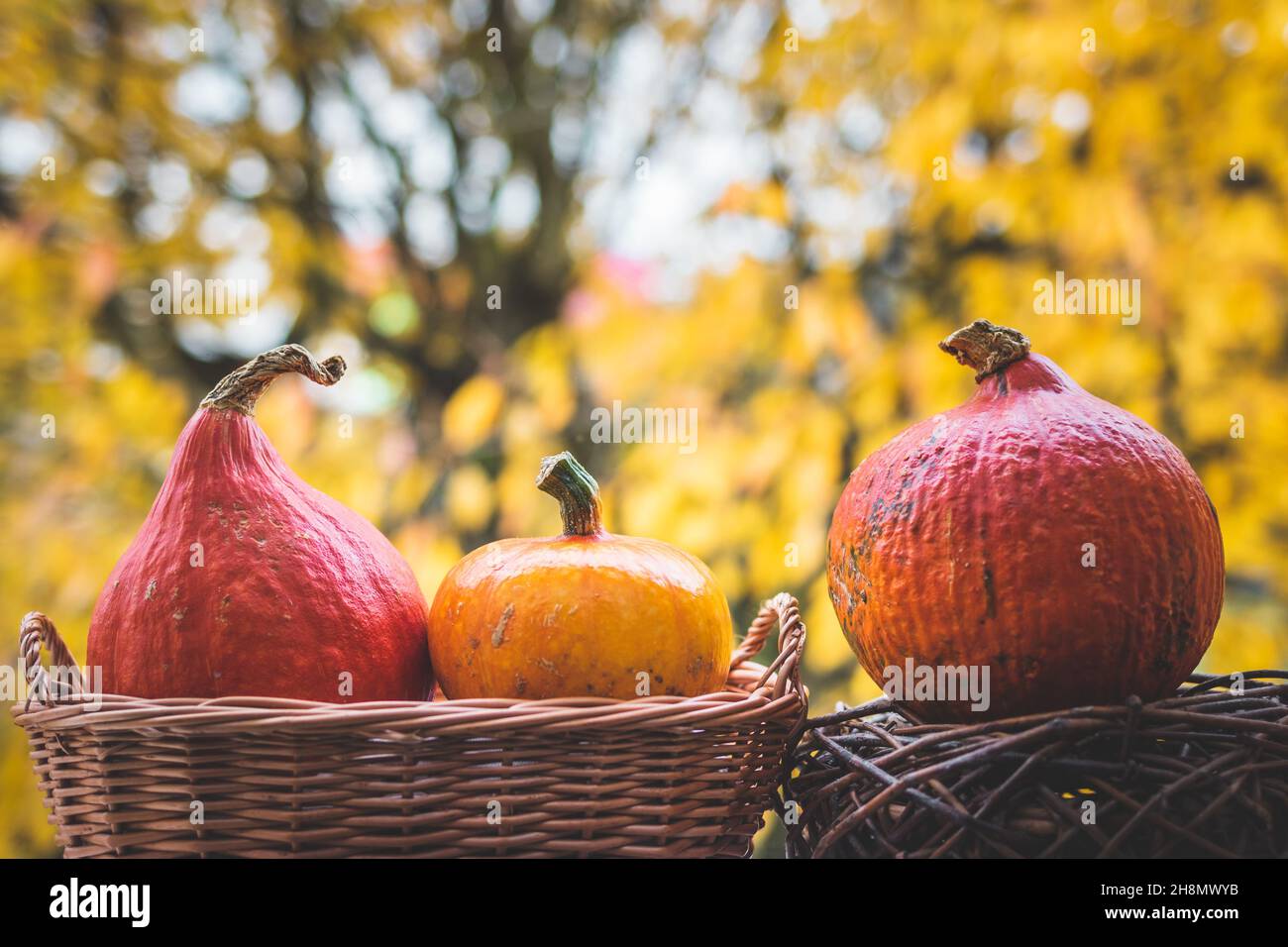 Kürbisse im Korbkorb. Herbsterntefest. Herbstdekoration. Thanksgiving-Tag und halloween-Wohnkultur Stockfoto