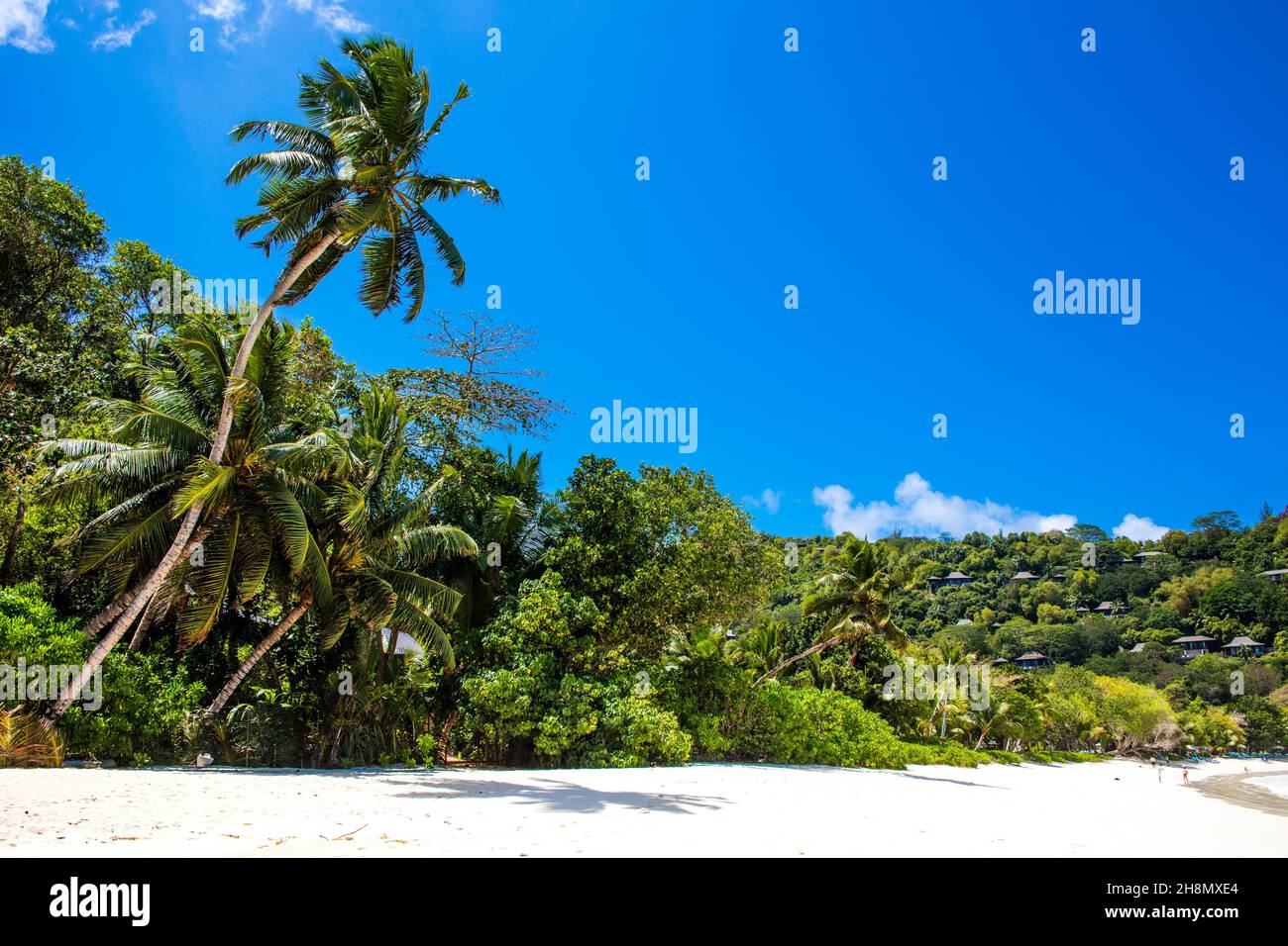 Palmen am Petite Anse Strand mit Granitfelsen, der Geheimtipp unter den Buchten im Süden von Mahe, Seychellen, Mahe, Seychellen Stockfoto