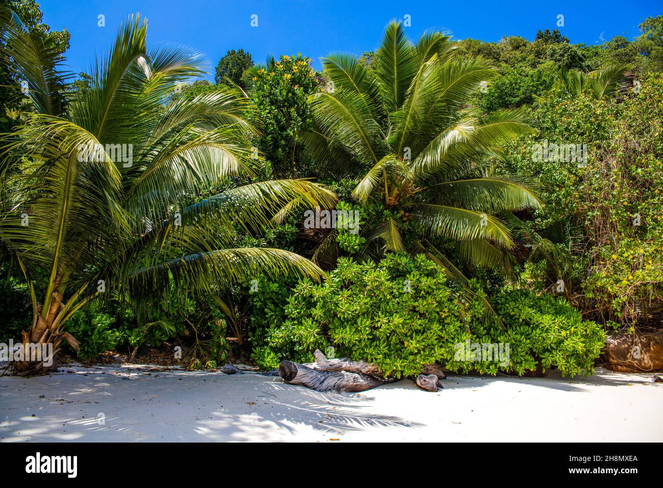 Palmen am Petite Anse Strand mit Granitfelsen, der Geheimtipp unter den Buchten im Süden von Mahe, Seychellen, Mahe, Seychellen Stockfoto
