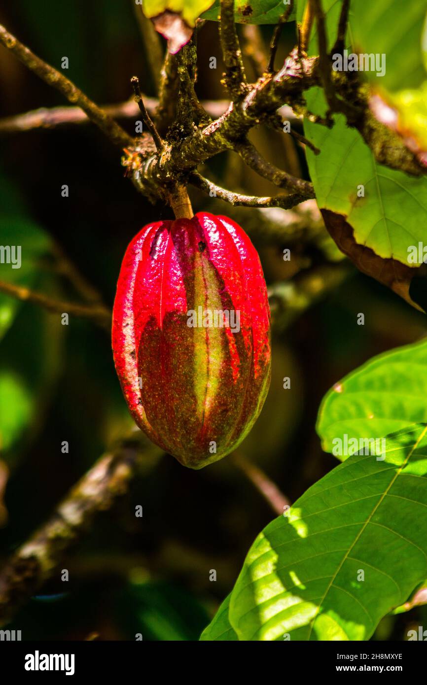 Kakao, Kakaobaum, Theobroma Kakao, Jardin du ROI, Seychellen, Victoria, Mahe, Seychellen Stockfoto