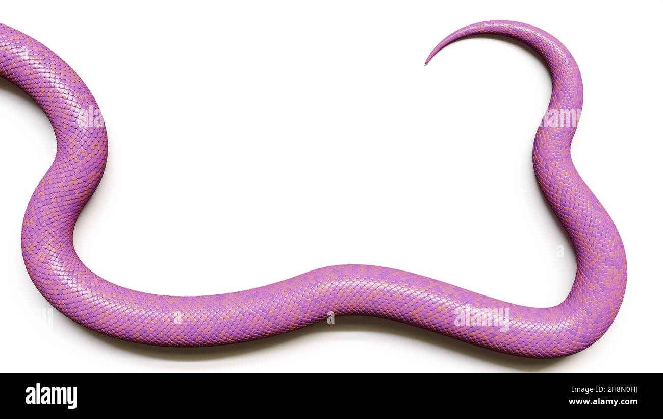 Schwanz einer rosa Schlange, isoliert auf weißem Hintergrund Stockfoto