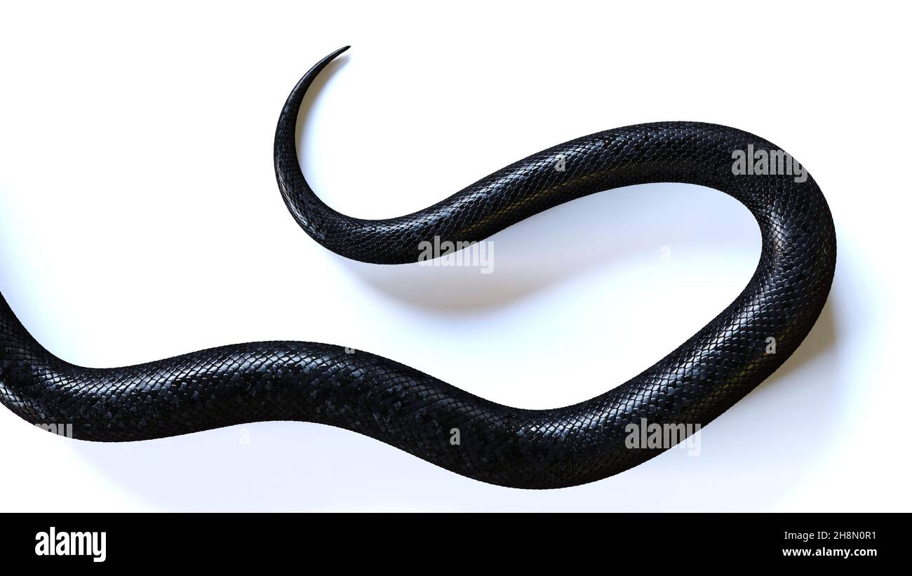 Schwanz einer schwarzen Schlange, isoliert auf weißem Hintergrund Stockfoto