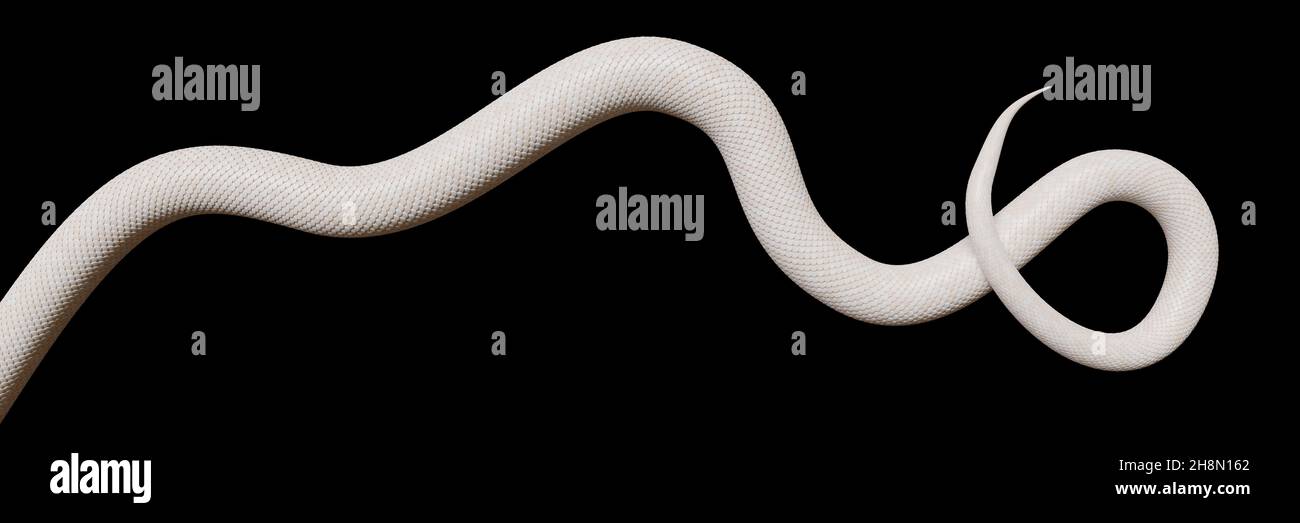 Schwanz einer weißen Schlange, isoliert auf schwarzem Hintergrund Banner Stockfoto