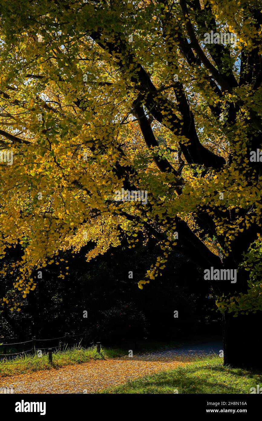 Herbstsaison ländlich in den Wäldern. Bunte Bäume und Sonnenlicht. Herbst goldener natürlicher Hintergrund. Stockfoto