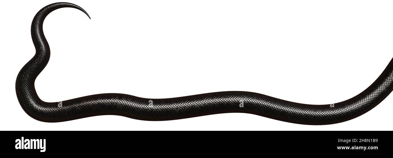 Schwanz einer schwarzen Schlange, isoliert auf weißem Hintergrundbanner Stockfoto