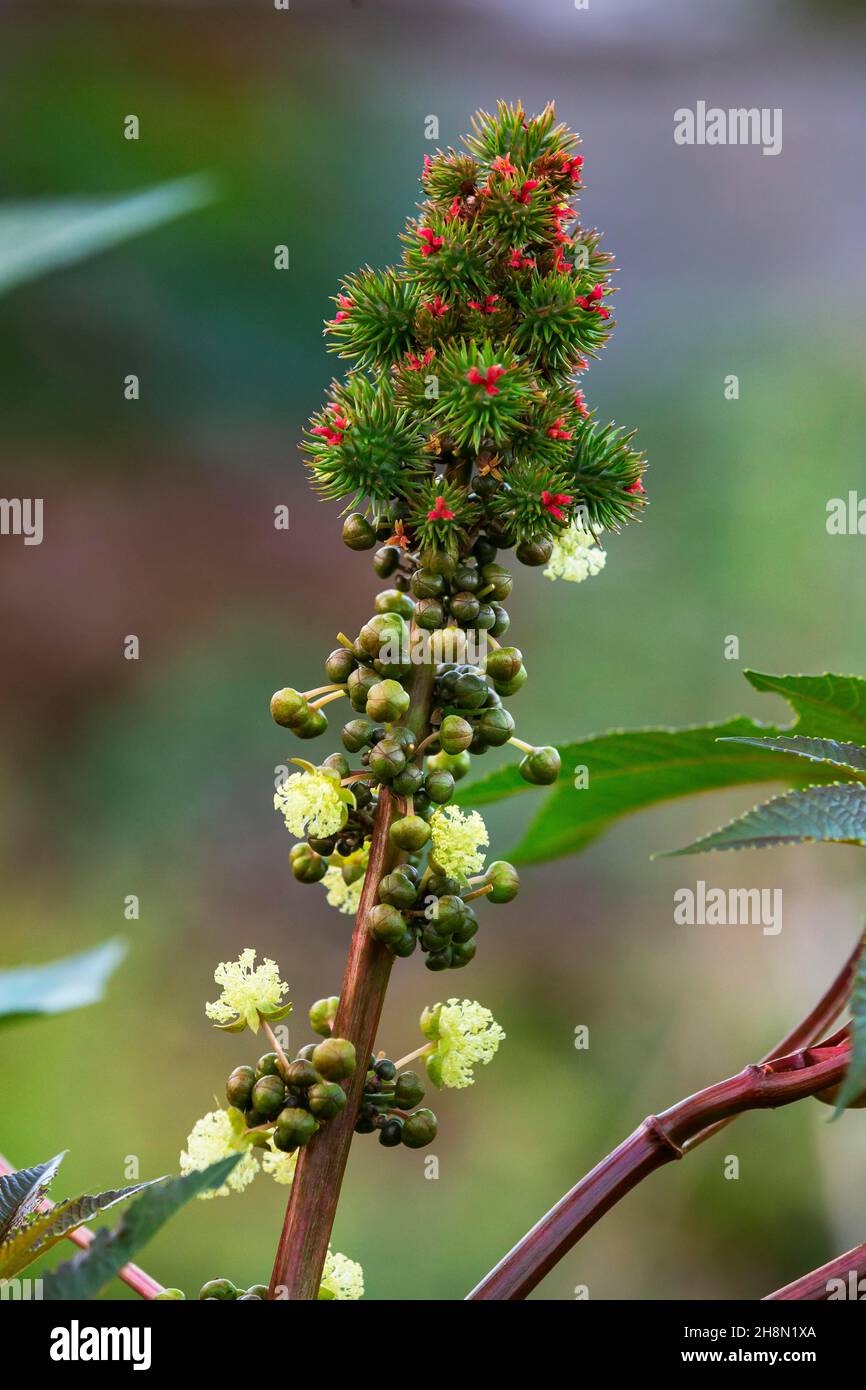 Castor (Ricinus communis) Ölpflanze, giftige Pflanze, Heilpflanze in Mauritius, Ostafrika Stockfoto