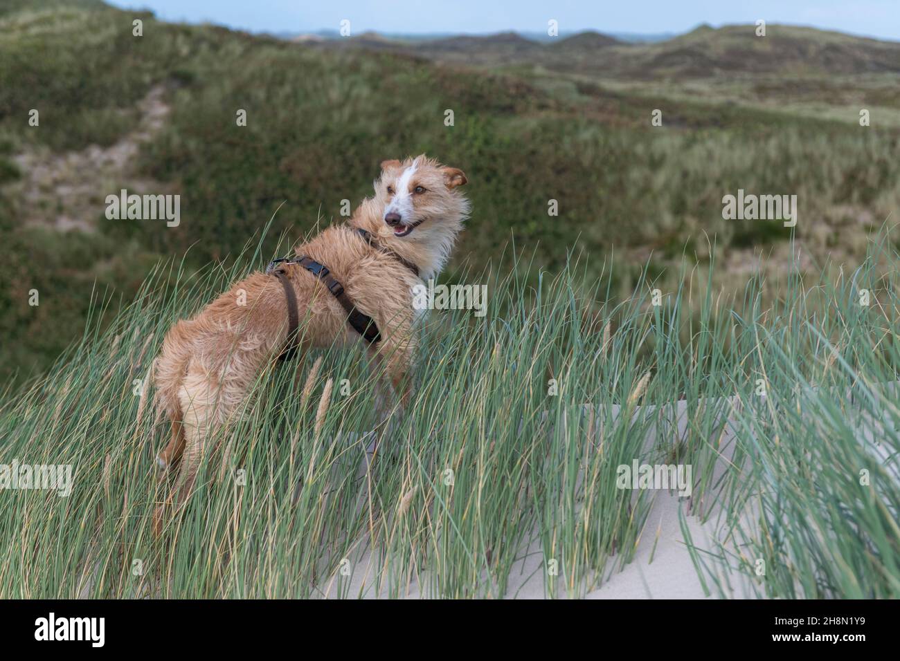 Podengo Portugues, rauer Mantel, stehend auf Düne bei starkem Wind, Syddanmark, Dänemark Stockfoto