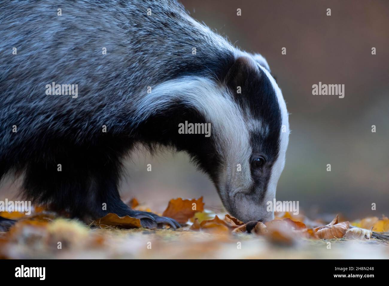 Europäischer Dachs (Meles meles) im Herbstwald, Bitburg, Deutschland Stockfoto