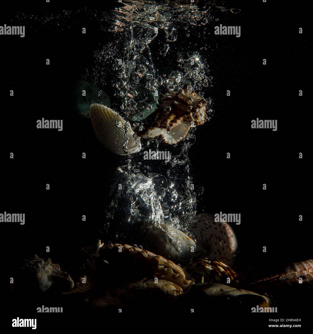 Schalen unter Wasser mit Luftblasen Stockfoto