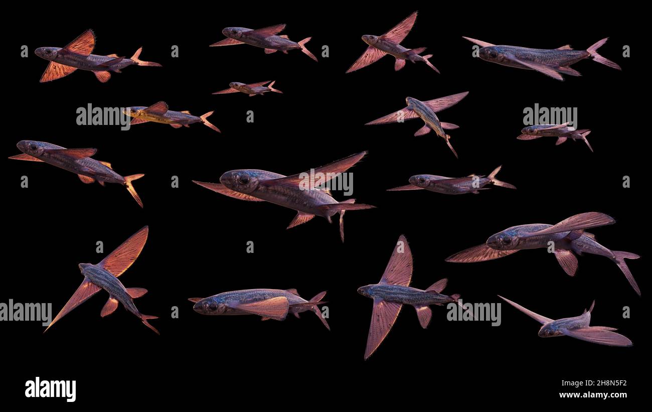 Fliegende Fische, Satz von vielen Exocoetidae isoliert auf schwarzem Hintergrund Stockfoto