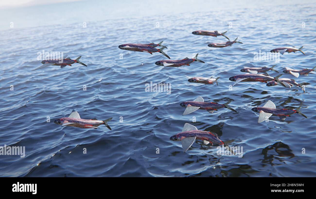 Fliegende Fische, Gruppe der Exocoetidae Stockfoto