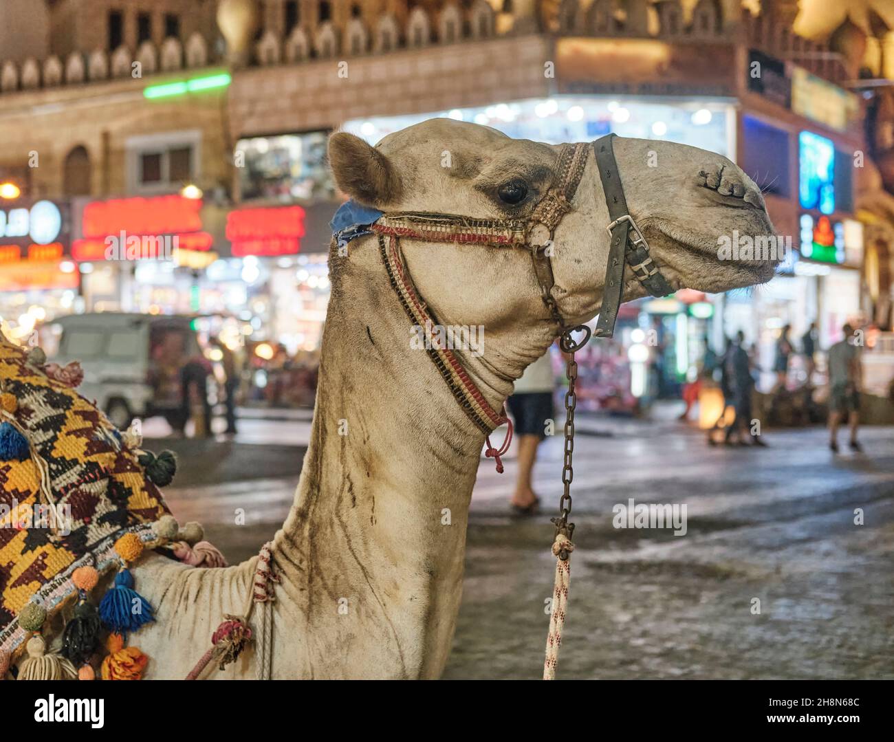 Nahaufnahme Porträt von niedlichen Kamel im Profil in Geschirr auf Stadtplatz am Abend. Stockfoto