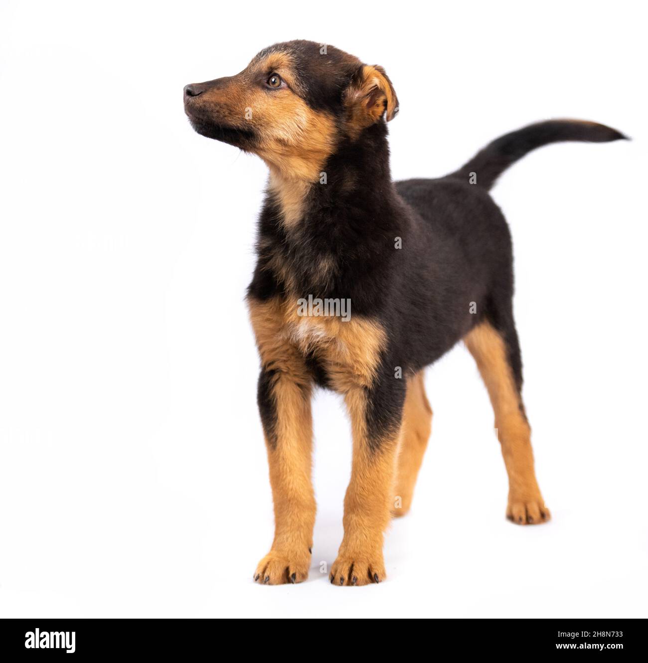 Brauner Welpe isoliert Stockfoto