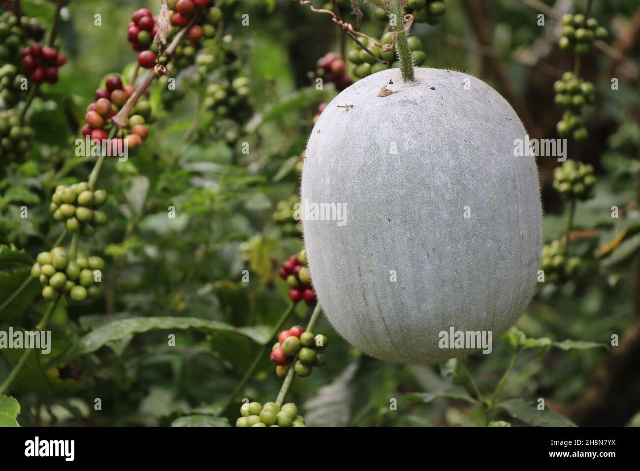 Wintermelone oder Aschekürbis ist eine sambar Zutat in indischen Lebensmitteln, die auf einer Pflanze, Benincasa hispida oder Aschemelone wachsen Stockfoto