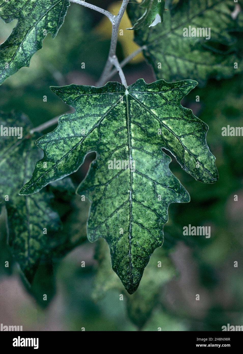 Hoja de arbol Fotos und Bildmaterial in hoher Auflösung Alamy