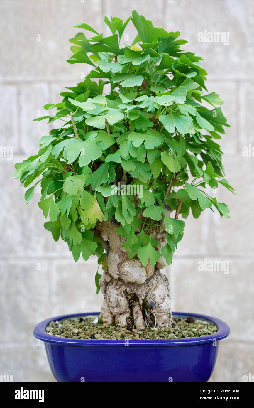 Ginkgo Bonsai Baum an einer Steinmauer Stockfotografie - Alamy