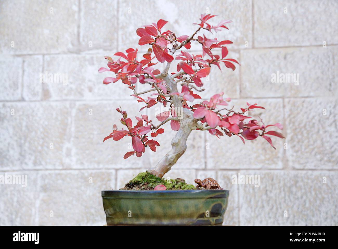 Lagerstroemia Bonsai im Herbst gegen eine Steinmauer Stockfoto