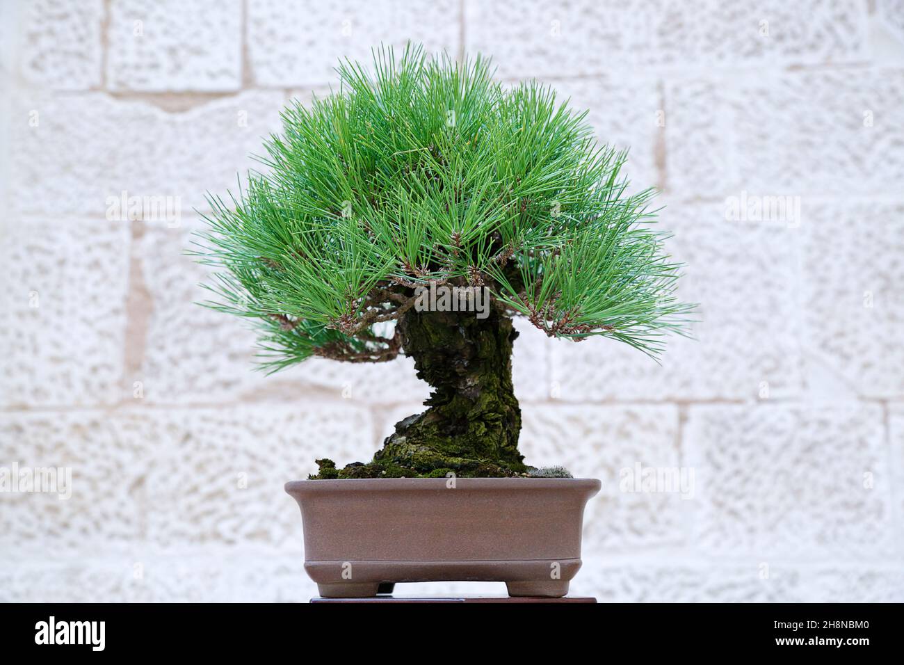 Pinus mugo Bonsai Baum gegen eine Steinmauer Stockfoto