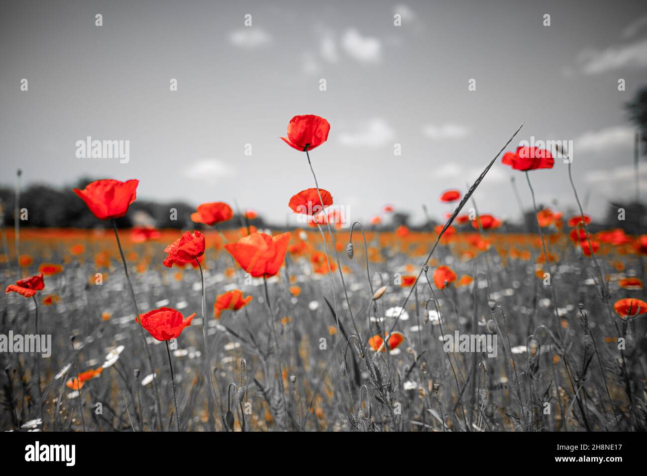 Selektive Farbe schöne Mohnblumen auf schwarzem und weißem Hintergrund. Rote Mohnblumen vor schwarzem und weißem Hintergrund, kunstvolle Liebesromantik im floralen Design Stockfoto