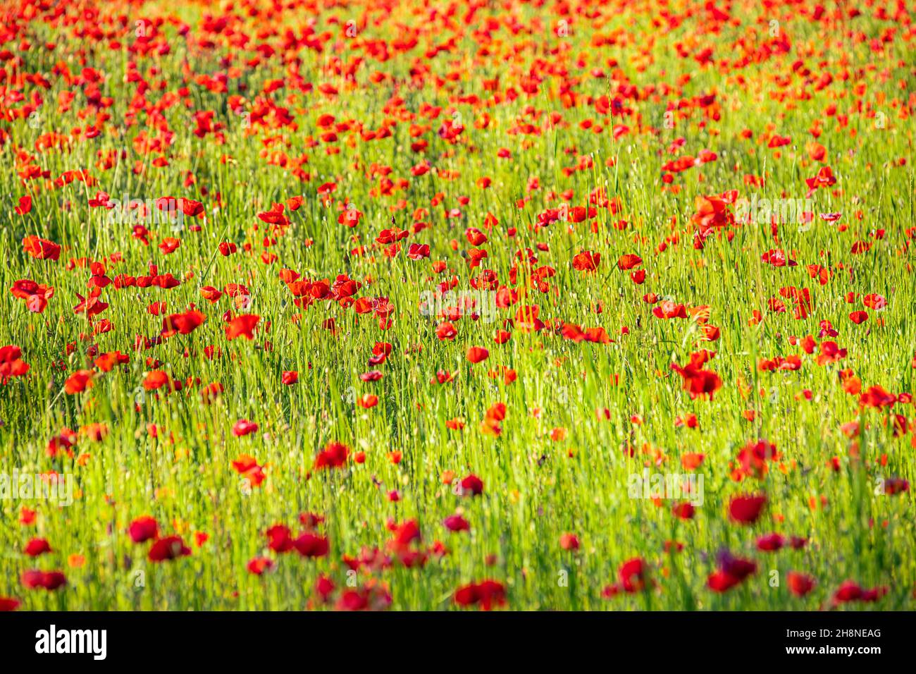 Natur Blumenmuster Landschaft, blühende Blumenansicht. Schöne Gartenwiese Horizont helle ruhige florale Textur. Stockfoto