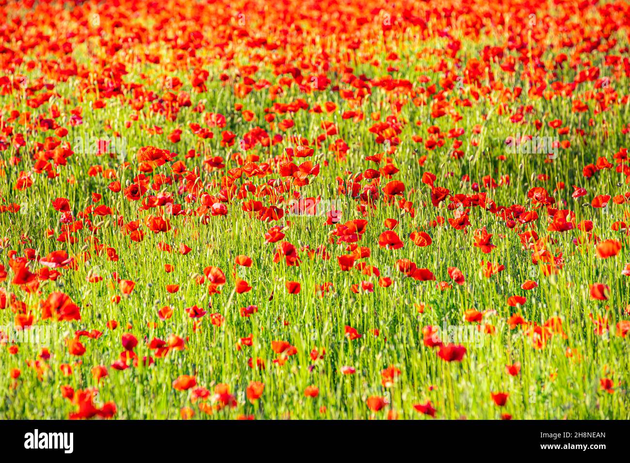 Natur Blumenmuster Landschaft, blühende Blumenansicht. Schöne Gartenwiese Horizont helle ruhige florale Textur. Stockfoto