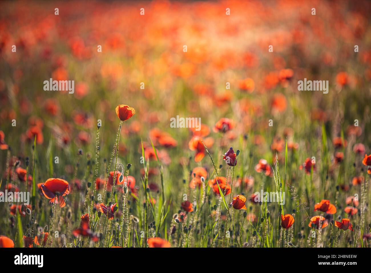 Natur Blumenmuster Landschaft, blühende Blumenansicht. Schöne Gartenwiese Horizont helle ruhige florale Textur. Stockfoto