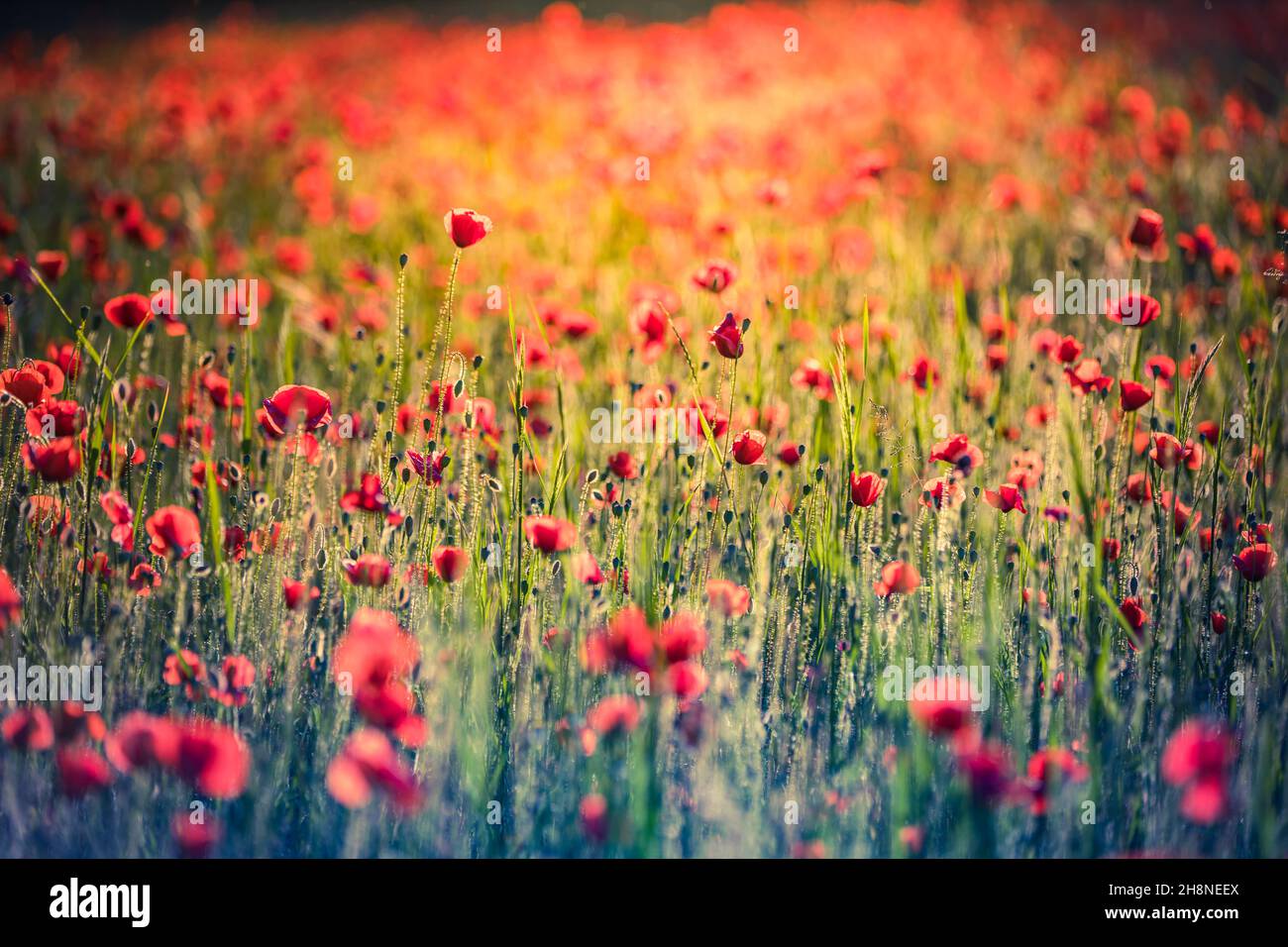 Natur Blumenmuster Landschaft, blühende Blumenansicht. Schöne Gartenwiese Horizont helle ruhige florale Textur. Stockfoto