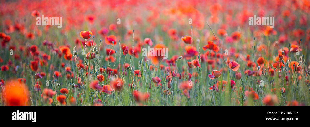 Natur Blumenmuster Landschaft, blühende Blumenansicht. Schöne Gartenwiese Horizont helle ruhige florale Textur. Stockfoto