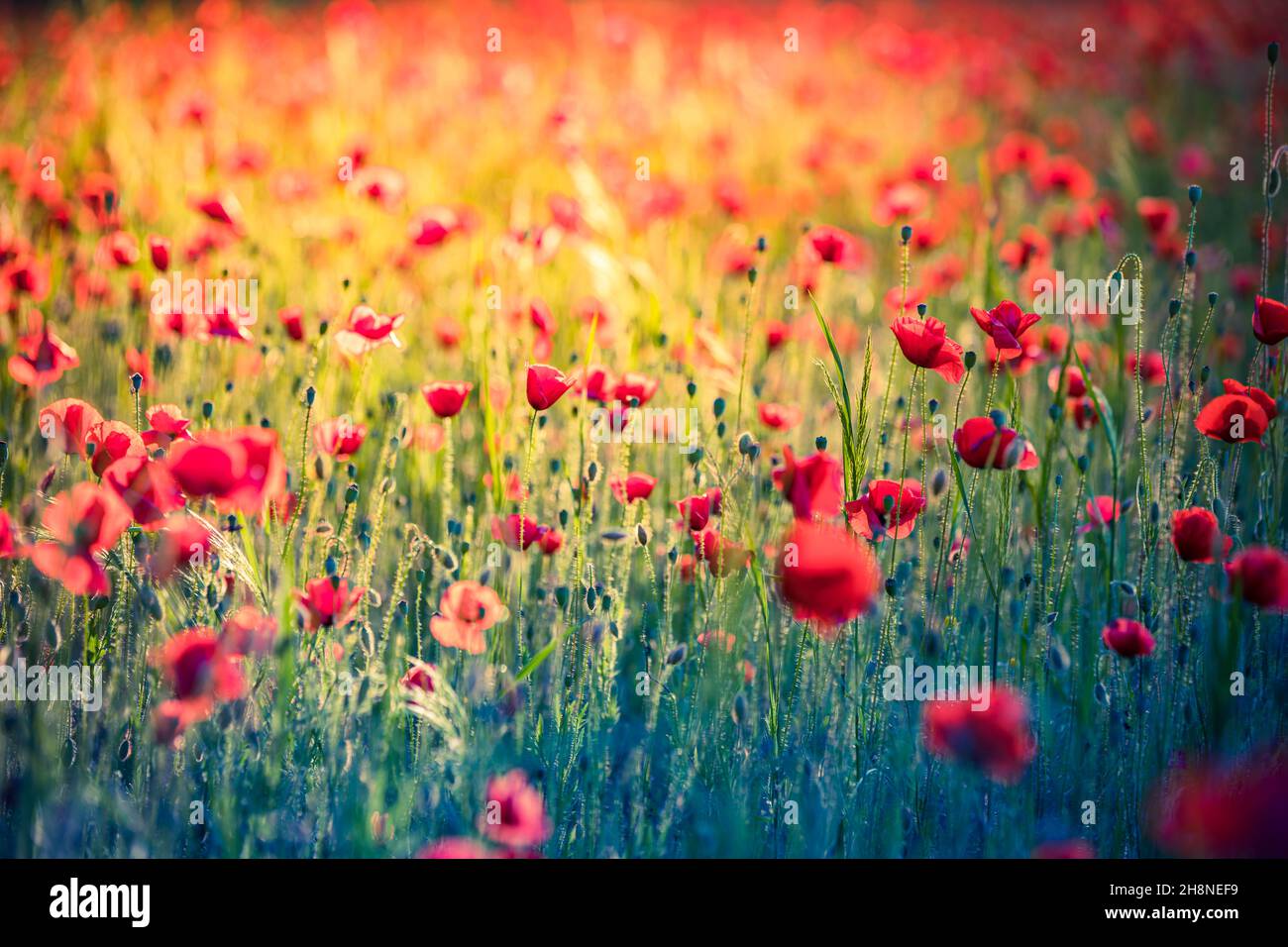 Natur Blumenmuster Landschaft, blühende Blumenansicht. Schöne Gartenwiese Horizont helle ruhige florale Textur. Stockfoto