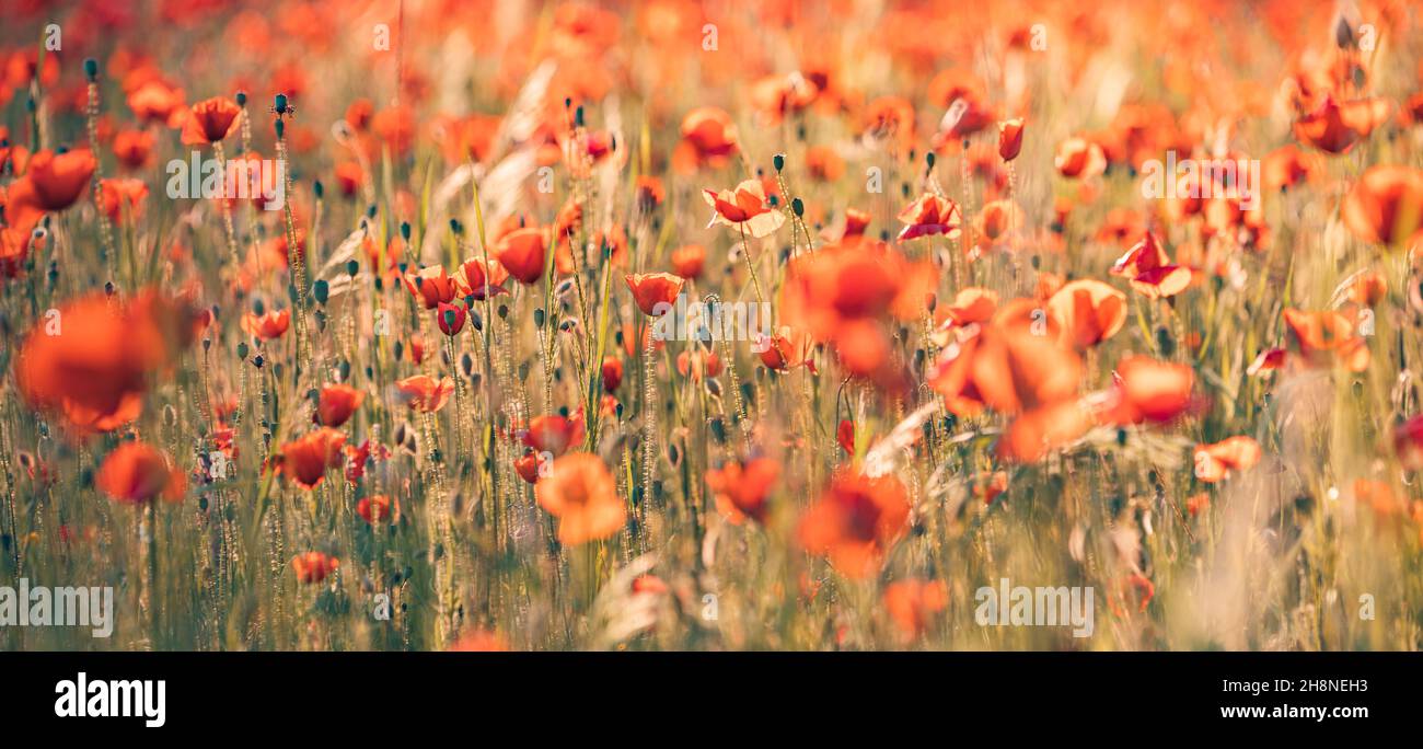 Natur Blumenmuster Landschaft, blühende Blumenansicht. Schöne Gartenwiese Horizont helle ruhige florale Textur. Stockfoto