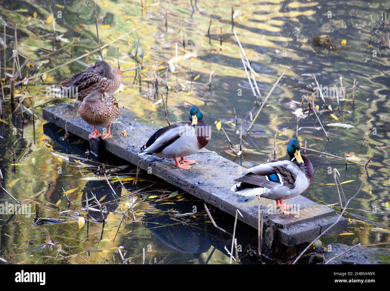 Entenschar, die im Teich schwimmend ist. Mallard Enten Vögel Familie