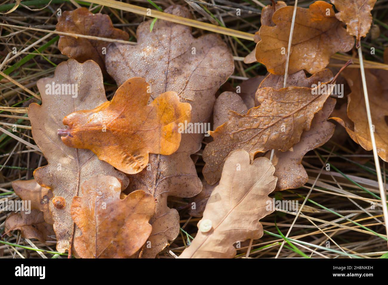 Gefallene Eichenblätter (quercus robur) auf einem Wiesenboden im Herbst Stockfoto