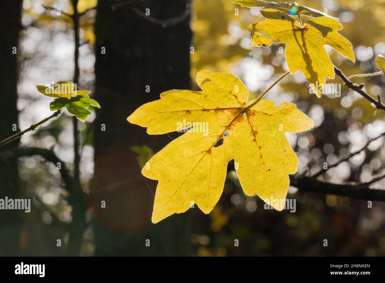 Herbstliches Sycamore-Blatt, das in einem englischen Wald golden und von der Sonne beleuchtet wird. Stockfoto