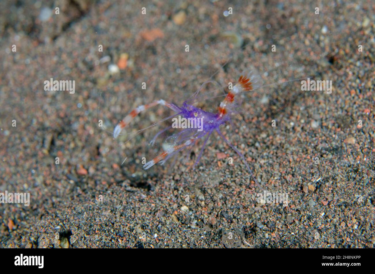Blue Coral Banded Shrimp, Stenopus tenuirostris, Kuangi Tauchplatz, Tulamben, Karangasem Regency, Bali, Indonesien, Indischer Ozean Stockfoto