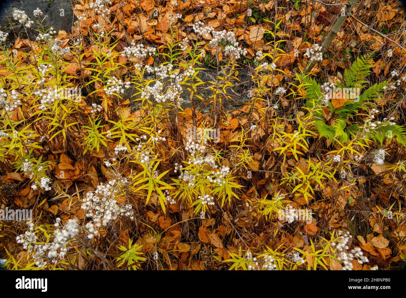 Nachweise für Revegetation-Projekt auf freigelegten Felsen entlang der Gibson Road - Gräser und Herbstbäume, Greater Sudbury, Ontario, Kanada Stockfoto