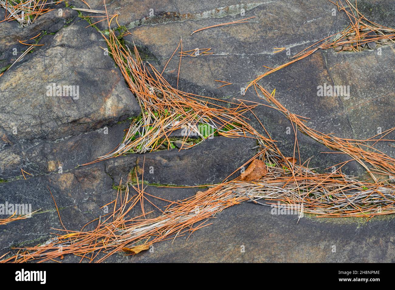 Beweise für Revegetation-Projekt auf freigelegten Felsen entlang der Gibson Road - gefallene Blätter und Kiefernnadeln, Greater Sudbury, Ontario, Kanada Stockfoto