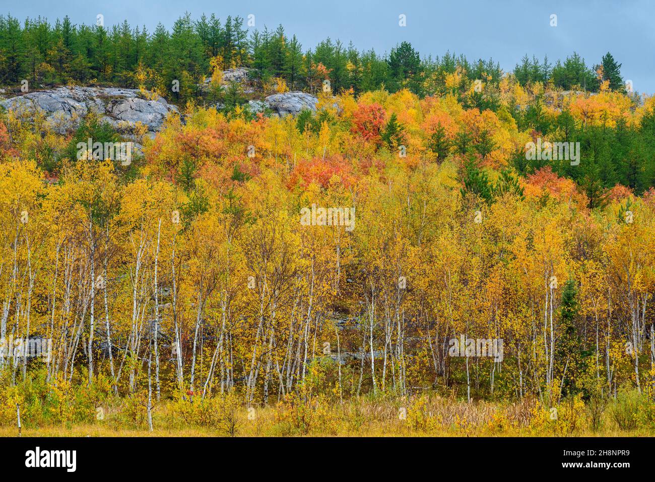 Biodiversität im Sudbury Basin - Kiefern und Laubbäume im Herbst, Greater Sudbury, Ontario, Kanada Stockfoto