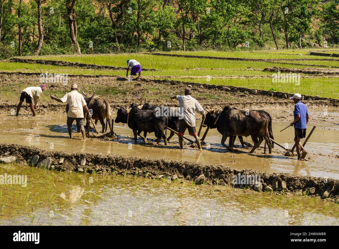 Nepalesische Bauern pflügen in Zentral-Nepal ein matschiges Reisfeld mit Ochsen und Holzpflügen. Stockfoto