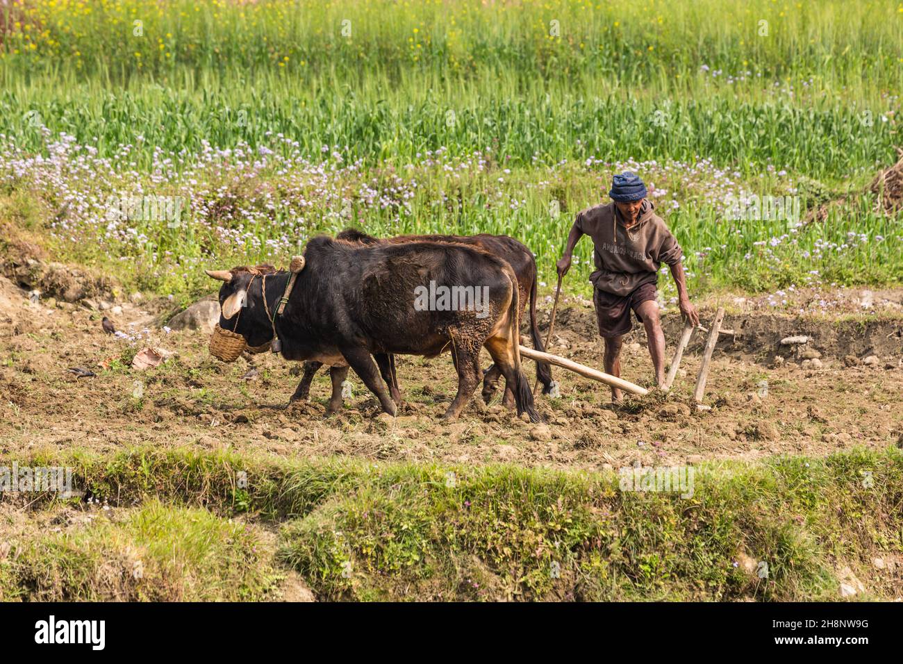 Ein nepalesischer Bauer pflügt ein Reisfeld mit einem Team von Ochsen und einem Holzpflug in Zentral-Nepal. Stockfoto