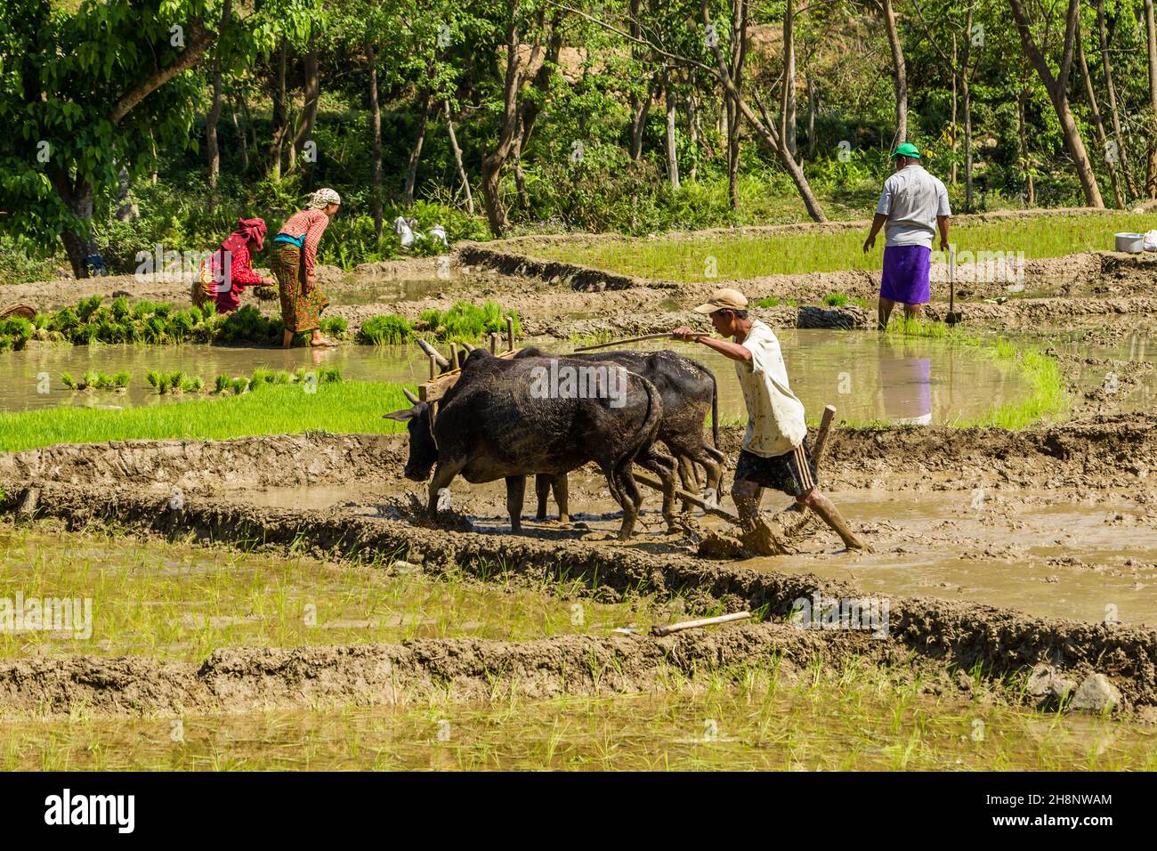 Ein nepalesischer Bauer pflügt in Zentral-Nepal ein matschiges Reisfeld mit einem Team von Ochsen und einem Holzpflug. Stockfoto